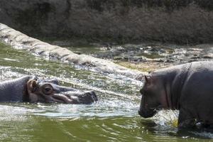 Hippopotamus amphibius Hippo mother with her baby inside the refreshing water, mexico photo