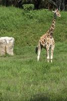 giraffa camelopardalis reticulata jirafa de pie buscando comida en un campo verde lleno de vegetación, méxico, foto