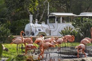 Phoenicopterus ruber flamingos inside a fountain in the background a white tourist train passing by, vegetation and water around the site photo