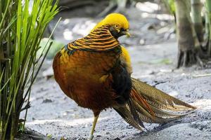 Chrysolophus pictus, golden pheasant beautiful bird with very colorful plumage, golds, blues, greens, mexico photo