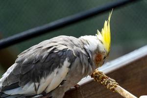 Nymphicus hollandicus, young woman giving food to a bird, grains stuck on a wooden stick and the bird fed, mexico photo