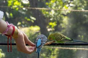 beautiful young woman feeding a bird with a wooden stick with seeds stuck to it, bird stops to eat, canary, nymph, mexico photo