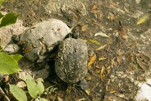 Common river turtle in habitat. Polluted reservoir. Ecological problems. photo