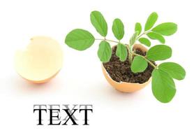 growing green plant in egg shell on white background photo