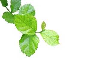 Green leaves on white background photo