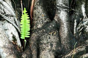 hojas verdes frescas en el árbol foto