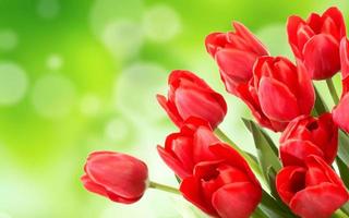 flowers tulips   on the background bokeh photo