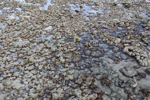 Corals in shallow waters during low tide photo