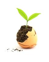 growing green plant in egg shell on white background photo