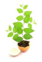 growing green plant in egg shell on white background photo