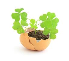 growing green plant in egg shell on white background photo