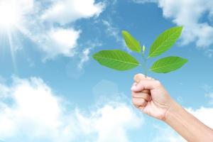 fresh green leaf in hand against the sky photo