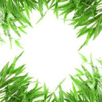 Grass frame with space for text photo