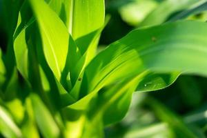 corn crop background for the theme of agriculture and food industry photo