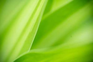 Abstract background nature of green leaf on blurred greenery background in garden. Natural green leaves plants used as spring background cover page greenery environment ecology lime green wallpaper photo