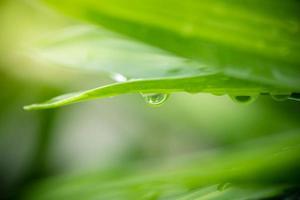 Close up fresh nature view of green leaf on blurred greenery background in garden. Natural green leaves plants used as spring background cover page greenery environment ecology lime green wallpaper photo