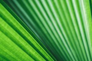 Abstract background nature of green leaf on blurred greenery background in garden. Natural green leaves plants used as spring background cover page greenery environment ecology lime green wallpaper photo