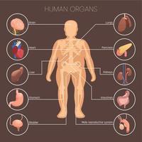 conjunto infográfico de órganos humanos