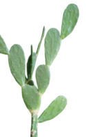 Cactus plants isolated transparent background png