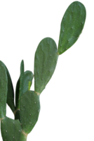 cactos isolados de fundo transparente png