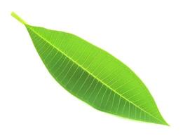 Leaf Isolated On White photo