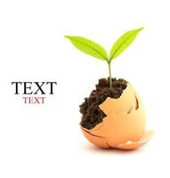 growing green plant in egg shell on white background photo