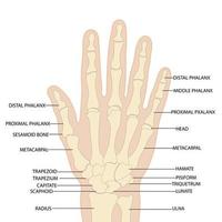 Anatomy of the bones of the hand and wrist vector image on a white background.