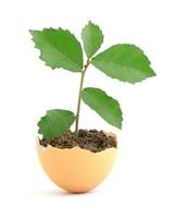 Growing green plant in egg shell on white background photo