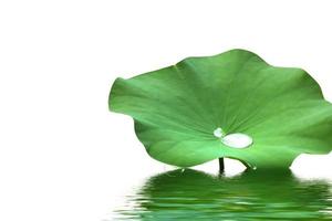 Bright green lotus leaf background