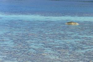 beautiful clear summer sea sandy beach, Thailand photo