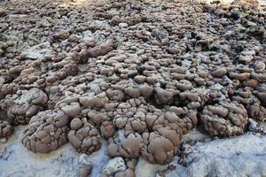 Corals in shallow waters during low tide photo