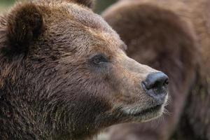 Portrait of brown bear in the forest up close photo