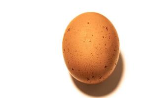 Organic brown chicken egg on white background photo