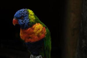 Closeup at colorful very beautiful parrot perching on a log photo