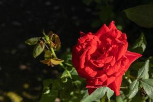 Close-up of beautiful red rose in the garden photo