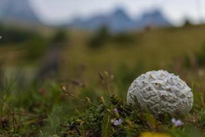 Small mushroom in Stavna mountains. Macro photo of beautiful mushroom