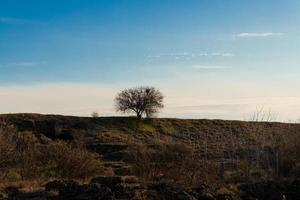 el árbol solitario en el campo. foto atmosférica