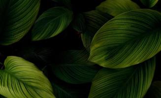 Closeup green leaves of tropical plant in garden. Dense dark green leaf with beauty pattern texture background. Green leaves for spa background. Green wallpaper. Top view ornamental plant in garden. photo