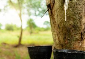 Rubber tapping in rubber tree garden. Natural latex extracted from para rubber plant. Rubber tree plantation. The milky liquid or latex oozes from wound of tree bark. Latex collect in small bucket. photo