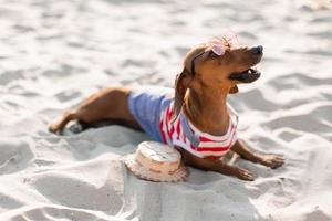 Dwarf dachshund in a striped dog jumpsuit and a red cap is sunbathing on a sandy beach. Dog traveler, blogger, travelblogger. Dog enjoys a walk in the fresh air outdoors. High quality photo