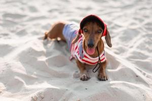 Dwarf dachshund in a striped dog jumpsuit, sunglasses and a straw hat is sunbathing on a sandy beach. Dog traveler, blogger, blogger-traveler. Dog likes to walk outdoors in the fresh air. photo