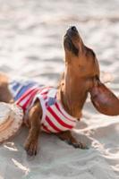 Dwarf dachshund in a striped dog jumpsuit and a red cap is sunbathing on a sandy beach. Dog traveler, blogger, travelblogger. Dog enjoys a walk in the fresh air outdoors. High quality photo