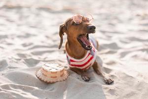 Dwarf dachshund in a striped dog jumpsuit and a red cap is sunbathing on a sandy beach. Dog traveler, blogger, travelblogger. Dog enjoys a walk in the fresh air outdoors. High quality photo