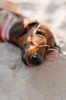 Dachshund enano con un mono de perro a rayas y una gorra roja está tomando el sol en una playa de arena. perro viajero, blogger, travelblogger. perro disfruta de un paseo al aire libre al aire libre. foto de alta calidad