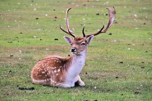 un primer plano de un gamo foto