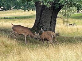 A close up of a Red Deer in the Cheshire Countryside photo