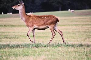 A close up of a Red Deer in the Cheshire Countryside photo