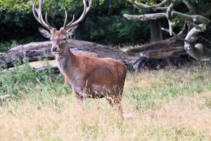 A close up of a Red Deer in the Cheshire Countryside photo