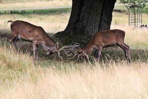 A close up of a Red Deer in the Cheshire Countryside photo