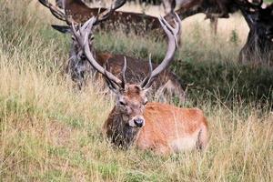 un primer plano de un ciervo rojo en la campiña de cheshire foto